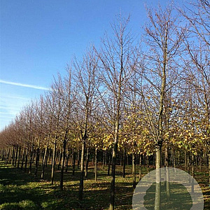 Tilia cordata 'Greenspire' 25-30 HO draadkluit
