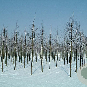 Tilia cordata 'Greenspire' 30-35 HO draadkluit