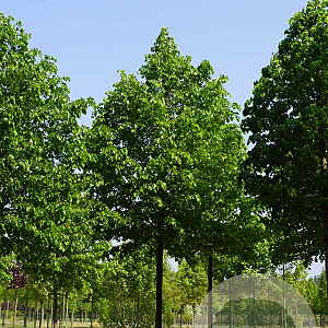 Tilia cordata 'Greenspire' 35-40 HO draadkluit
