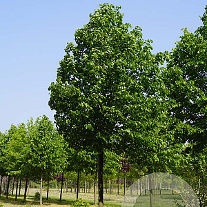 Tilia cordata 'Greenspire' 40-45 HO draadkluit