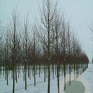 Tilia cordata 'Rancho' 20-25 HO draadkluit
