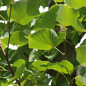 Tilia cordata 'Roelvo' 45-50 HO draadkluit 250 cm stam