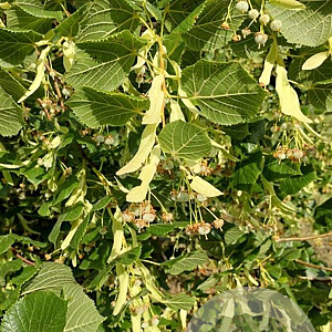 Tilia plat. 'Delft' 16-18 HO draadkluit 250 cm stam