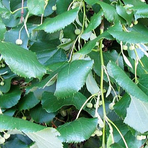 Tilia tomentosa 'Pendula' 60-70 HO draadkluit 250 cm stam