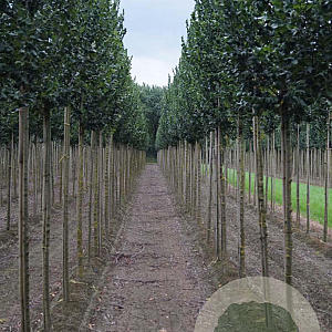 Ulmus 'Columella' 14-16 HO draadkluit