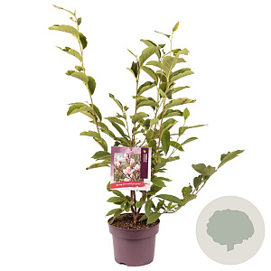 Magnolia soulangeana 60-70 cm 50L