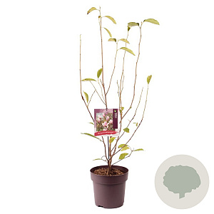 Magnolia soulangeana 80-90 cm 10L