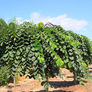 Ulmus glabra 'Pendula' 12-14 HO 20L