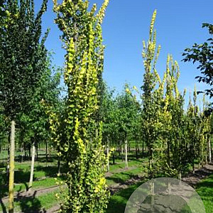 Ulmus holl. 'Wredei' 20-25 HO draadkluit geveerd