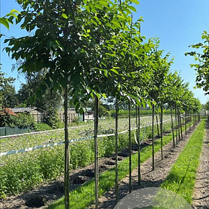 Ulmus 'Homestead' 16-18 HO draadkluit