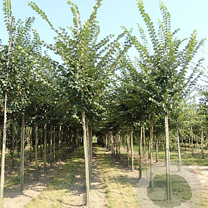 Ulmus Lutece 35-40 HO draadkluit 250 cm stam