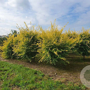 Ulmus parvifolia 'Aurea' 400-450 cm draadkluit meerstammig