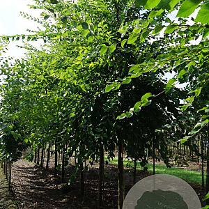 Ulmus 'Sapporo Autumn Gold' 18-20 HO draadkluit