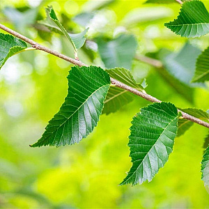 Ulmus 'Sapporo Autumn Gold' 20-25 HO draadkluit