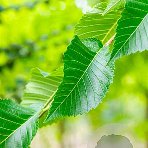 Ulmus 'Sapporo Autumn Gold' 25-30 HO draadkluit