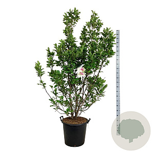 Magnolia 'Susan' 170-200 cm cont. 55L extra