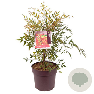 Nandina domestica 50-55 cm 10L