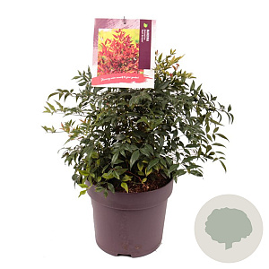 Nandina d. 'Gulf Stream' 40-45 cm 10L