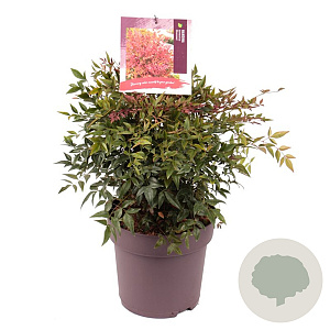 Nandina d. Obsessed 40-45 cm 10L