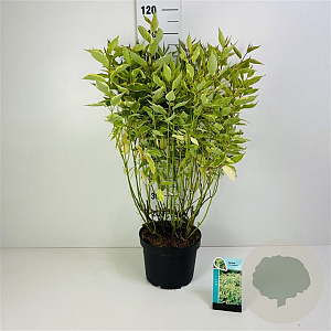 Cornus alba 'Gouchaultii' 125-150 cm 10L struik