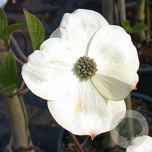 Cornus 'Ascona' 125-150 cm met kluit struik