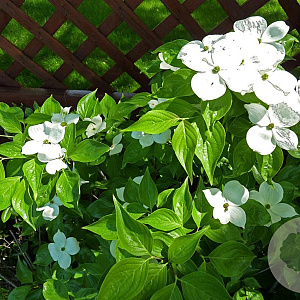 Cornus Celestial 175-200 cm draadkluit struik op Stam