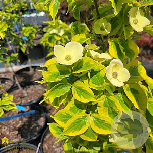 Cornus 'Celestial Shadow' 125-150 cm 20L struik