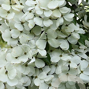 Cornus Constellation 400-450 cm draadkluit struik