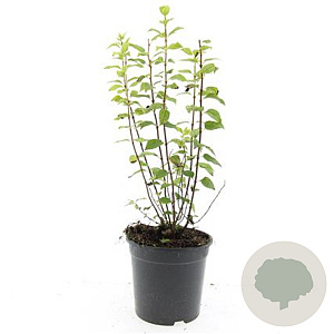 Philadelphus 'Manteau d'Hermine' GM 1.5