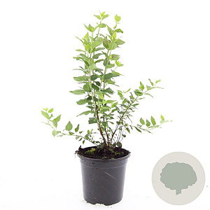 Philadelphus 'Manteau d'Hermine' GM 1.5