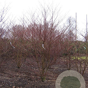 Cornus controversa 'Pagoda' 350-400 cm draadkluit struik