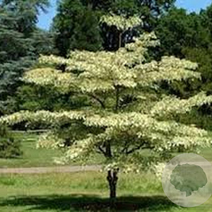 Cornus controversa 'Pagoda' 400-450 cm draadkluit struik