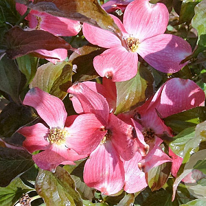 Cornus fl. Red Pygmy 80-100 cm 20L