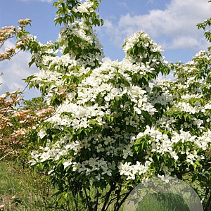 Cornus Galaxy 175-200 cm draadkluit struik op Stam