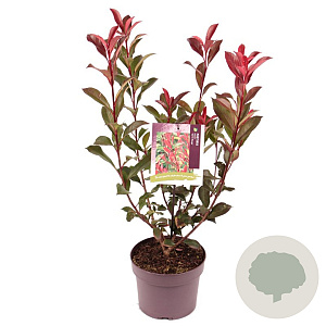 Photinia fraseri 'Carré Rouge' 30-40 cm 3,0L
