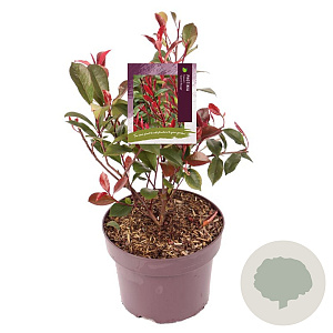 Photinia fraseri 'Carré Rouge' 30-40 cm 5,0L