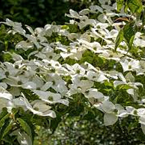 Cornus k. 'National' 200-250 cm draadkluit struik