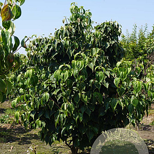 Cornus k. 'Schmetterling' 200-250 cm draadkluit struik