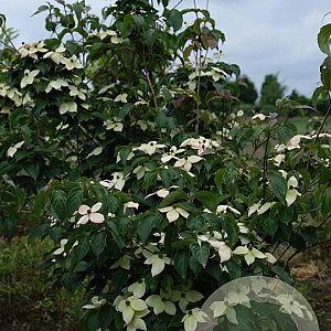 Cornus k. 'Teutonia' 200-250 cm draadkluit struik