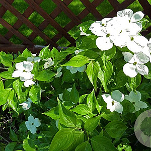 Cornus 'Rutdan' 250-300 cm draadkluit struik