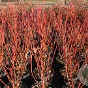 Cornus sericea 'Cardinal' 125-150 cm met kluit struik