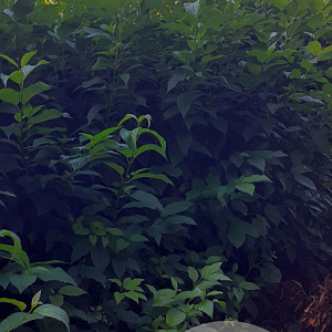 Cornus sericea 'Flaviramea' 150-175 cm met kluit struik 50