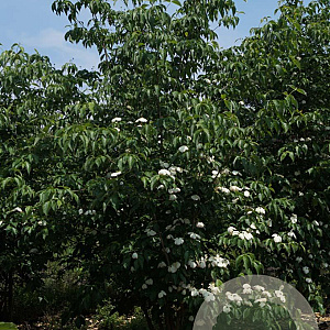 Cornus Stellar Pink 300-350 cm draadkluit struik