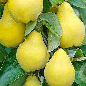 Cydonia o. 'Shams' 400-450 cm draadkluit struik