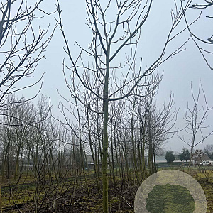 Juglans r. 'Bella Maria' 20-25 HO draadkluit