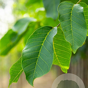 Juglans r. 'Broadview' 16-18 HO draadkluit