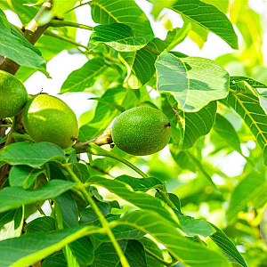 Juglans r. 'Broadview' 16-18 HO draadkluit