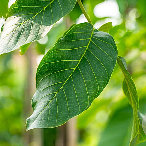 Juglans r. 'Broadview' 16-18 HO draadkluit