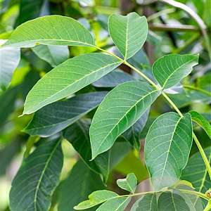 Juglans r. 'Buccaneer' 16-18 HO draadkluit