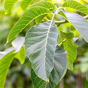 Juglans r. 'Buccaneer' 16-18 HO draadkluit